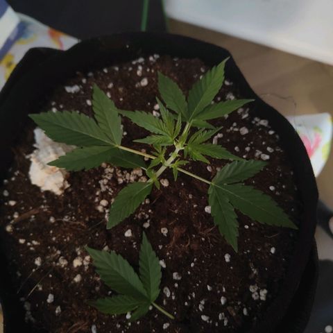 Cicoria #3 growlog timeline photo