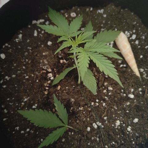 MJ #3 growlog timeline photo