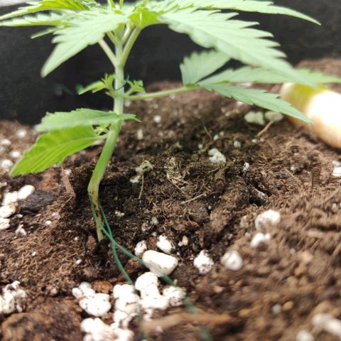 MJ #3 growlog timeline photo