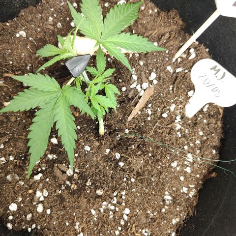 MJ #3 growlog timeline photo
