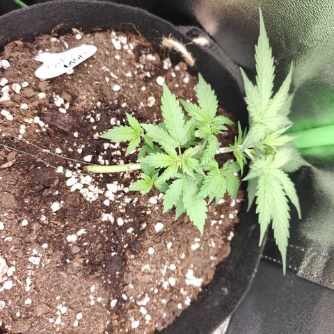 Ivory #1 growlog timeline photo