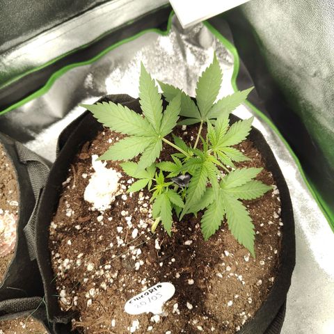Cicoria #3 growlog timeline photo