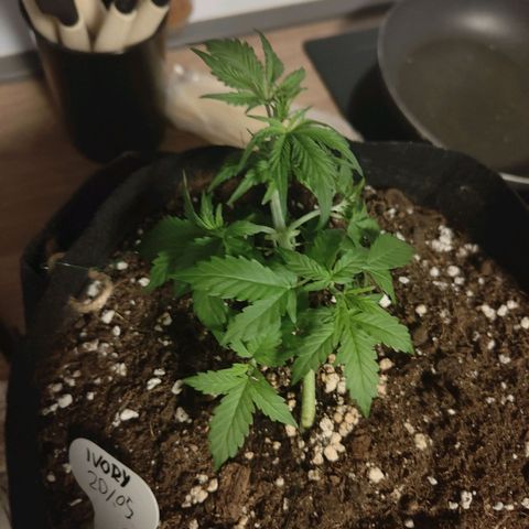 Ivory #1 growlog timeline photo