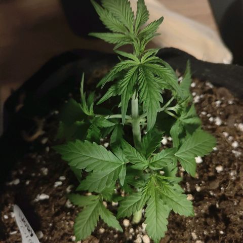 Ivory #1 growlog timeline photo