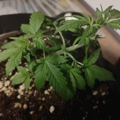 Ivory #1 growlog timeline photo