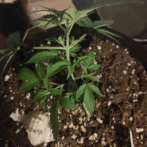 Cicoria #3 growlog timeline photo
