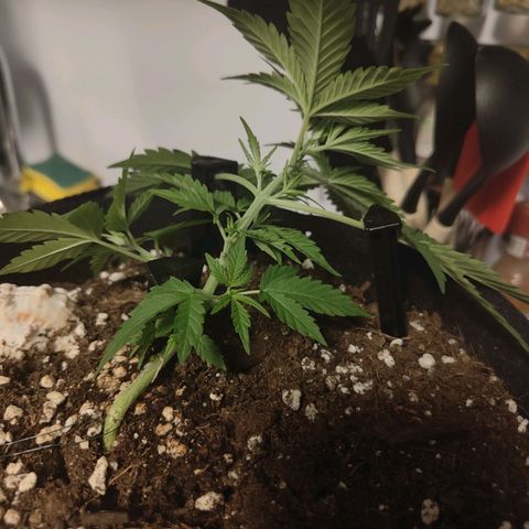 Cicoria #3 growlog timeline photo