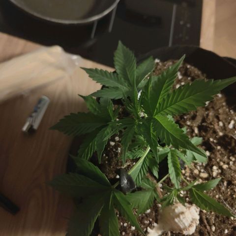 Cicoria #3 growlog timeline photo
