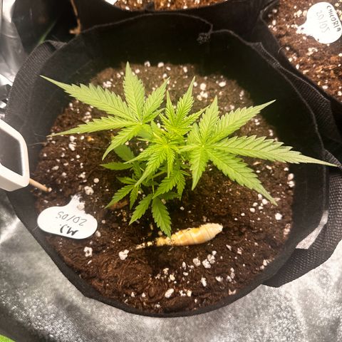 MJ #3 growlog timeline photo