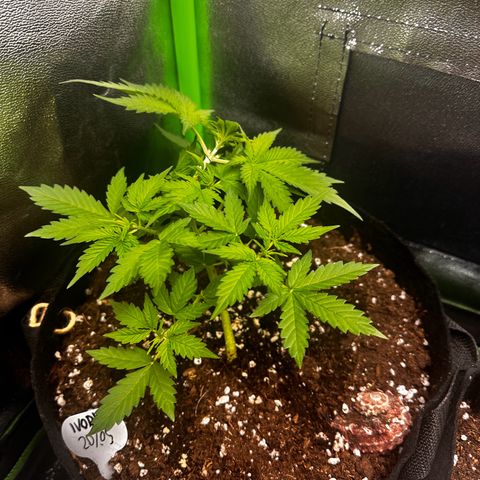 Ivory #1 growlog timeline photo