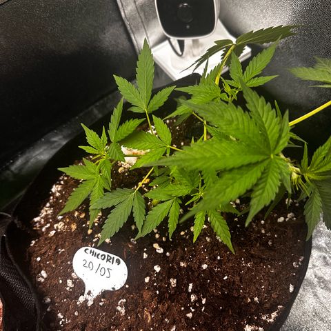Cicoria #3 growlog timeline photo