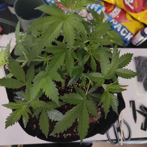Ivory #1 growlog timeline photo