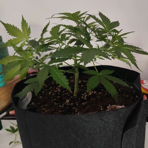 Ivory #1 growlog timeline photo