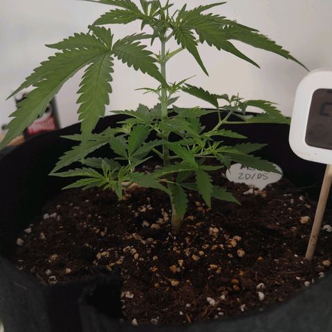 MJ #3 growlog timeline photo