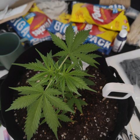 MJ #3 growlog timeline photo