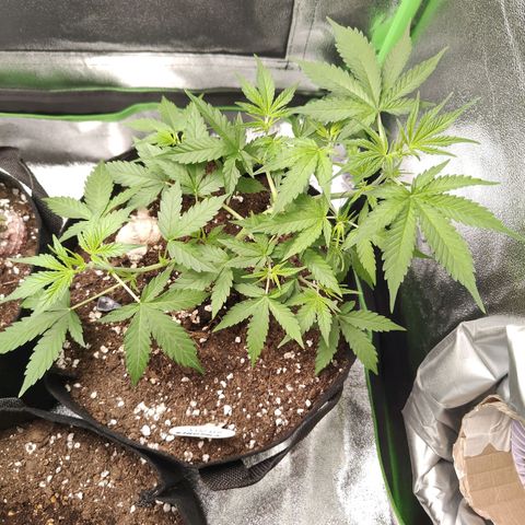 Cicoria #3 growlog timeline photo