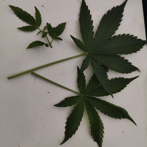Cicoria #3 growlog timeline photo