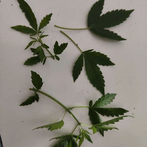 Ivory #1 growlog timeline photo