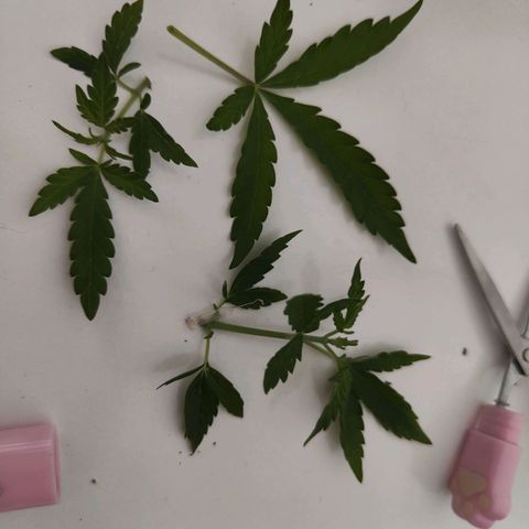 MJ #3 growlog timeline photo