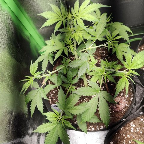 Ivory #1 growlog timeline photo