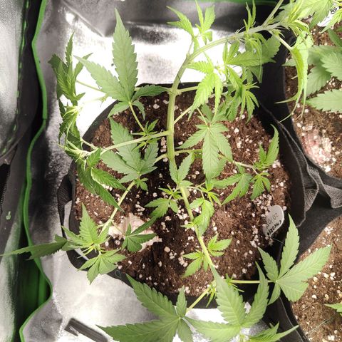 Cicoria #3 growlog timeline photo
