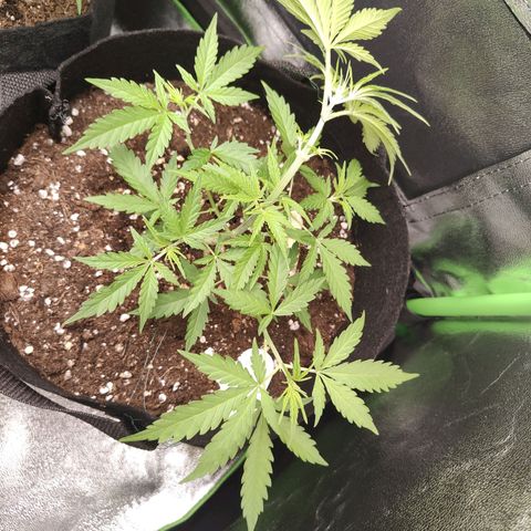 MJ #3 growlog timeline photo