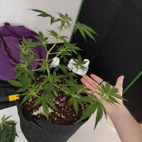Cicoria #3 growlog timeline photo