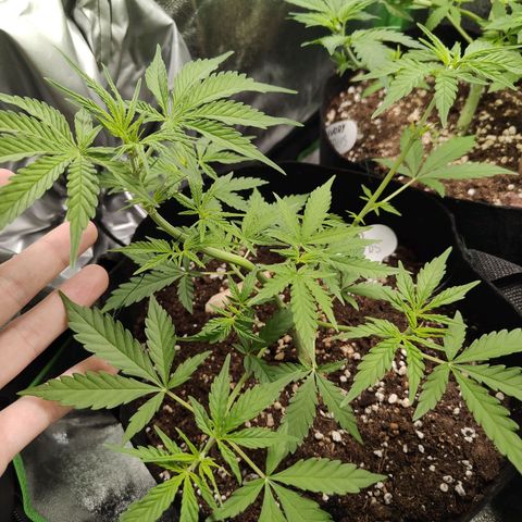 MJ #3 growlog timeline photo