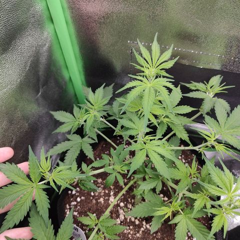 Ivory #1 growlog timeline photo