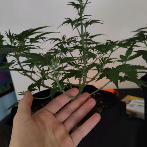 Ivory #1 growlog timeline photo