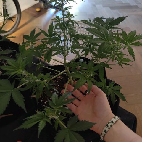 Ivory #1 growlog timeline photo
