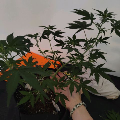 Cicoria #3 growlog timeline photo