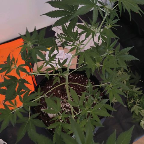 Cicoria #3 growlog timeline photo