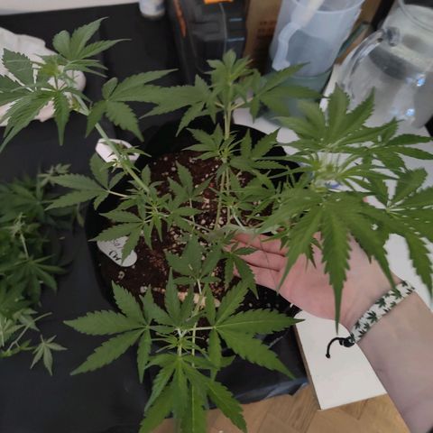 MJ #3 growlog timeline photo