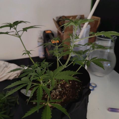 MJ #3 growlog timeline photo