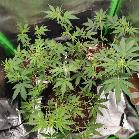 Ivory #1 growlog timeline photo
