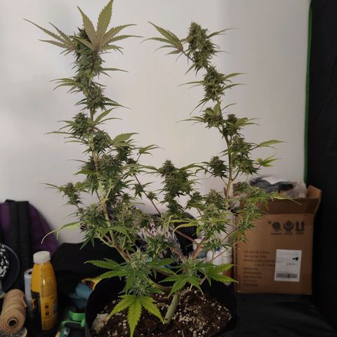 Cicoria #3 growlog timeline photo