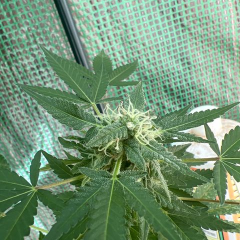 Optimus Orange growlog timeline photo