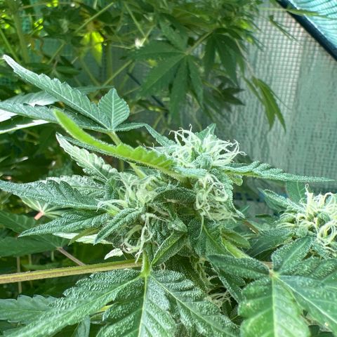 Optimus Orange growlog timeline photo