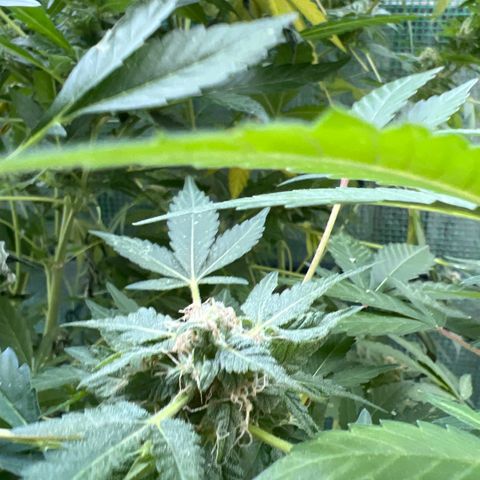 Optimus Orange growlog photo: Deleafing. Last day of heat wave. They are recovering from heat stroke. 