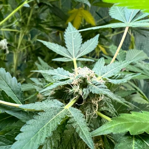 Optimus Orange growlog photo: Deleafing. Last day of heat wave. They are recovering from heat stroke. 
