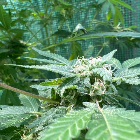 Optimus Orange growlog photo: Orange hairs are still lingering but some new growth is coming from the heat stroke 