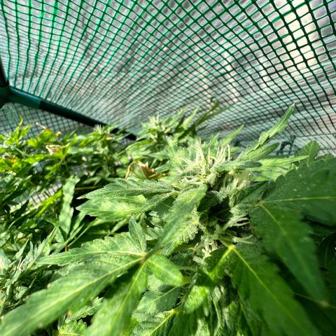Optimus Orange growlog timeline photo