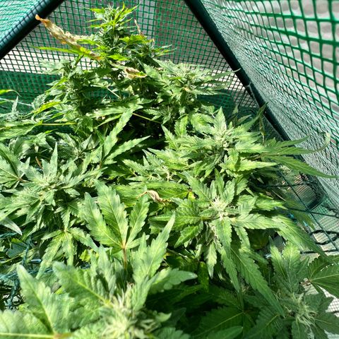 Optimus Orange growlog timeline photo