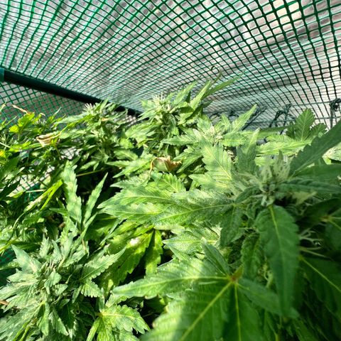 Optimus Orange growlog timeline photo