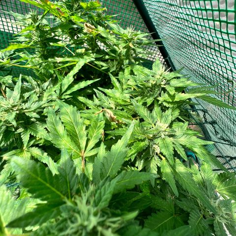Optimus Orange growlog timeline photo