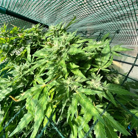 Optimus Orange growlog timeline photo