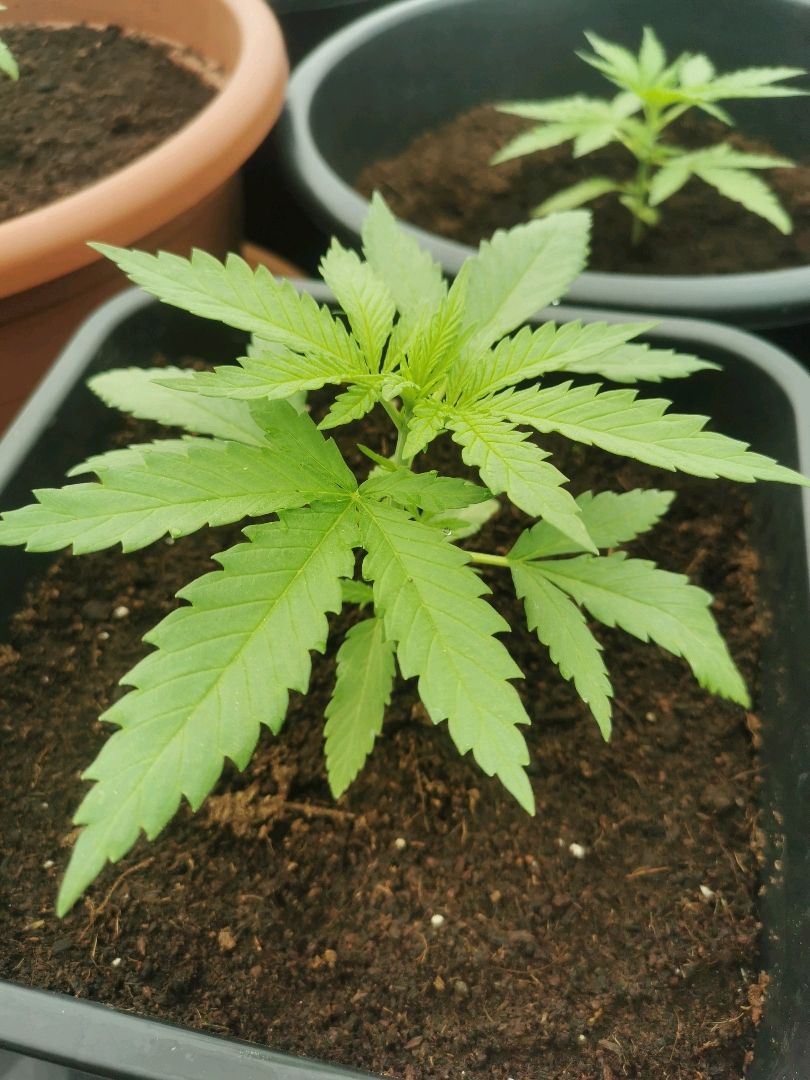 GZ #1 growlog header