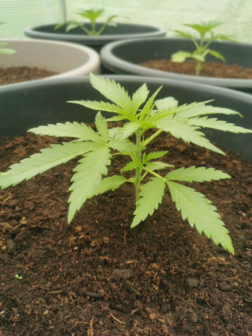 GZ #3 growlog header