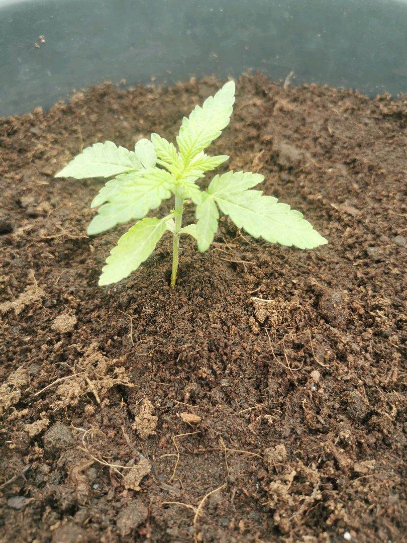 GZ #4 growlog header